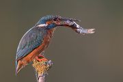 Eisvogel - Alcedo atthis -  Racken, Eisvogel, Sachsen, Muldental, Beute, Fisch, Kingfisher, Juveniler Eisvogel, Vogel