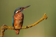 Eisvogel - Alcedo atthis -  Racken, Eisvogel, Sachsen, Muldental, Beute, Fisch, Kingfisher, Juveniler Eisvogel, Vogel