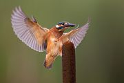 Eisvogel - Alcedo atthis -  Racken, Eisvogel, Sachsen, Muldental, Beute, Fisch, Kingfisher, Juveniler Eisvogel, Vogel