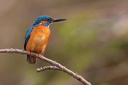 Eisvogel - Alcedo atthis -  Racken, Eisvogel, Sachsen, Muldental, Beute, Fisch, Kingfisher, Juveniler Eisvogel, Vogel