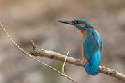 Eisvogel - Alcedo atthis -  Racken, Eisvogel, Sachsen, Muldental, Beute, Fisch, Kingfisher, Juveniler Eisvogel, Vogel