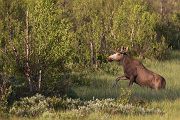 Elch - Alces alces, Wiederkaeuer, Hirsche, Trughirsche, Alceini, Alces, Elch