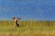 Elch - Alces alces, Wiederkaeuer, Hirsche, Trughirsche, Alceini, Alces, Elch