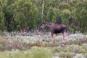 Elch - Alces alces, Wiederkaeuer, Hirsche, Trughirsche, Alceini, Alces, Elch