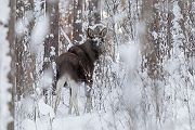 Elch - Alces alces, Wiederkaeuer, Hirsche, Trughirsche, Alceini, Alces, Elch