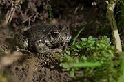 Gemeine, Gewöhnliche, Noerdliche Geburtshelferkröte - Alytes obstetricans, Lurche, Froschlurche, Alytidae, 
Archaeobatrachia, Anura, Alytes, Amphibia, Eigelege, Brutpflege, Eipaket, Kaulquappen, Ablage, fischfreie, Gewässer, stark bedroht, nachtaktiv, dämmerungsaktiv, Gloegglifrosch, Glockenfrosch, Fesslerfrosch, Klingelsiepen, Klingelborn, Klingelschlade, Klingelpütt, Glockenteich, Laichaustragen