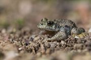 Gemeine, Gewöhnliche, Noerdliche Geburtshelferkröte - Alytes obstetricans, Lurche, Froschlurche, Alytidae, 
Archaeobatrachia, Anura, Alytes, Amphibia, Eigelege, Brutpflege, Eipaket, Kaulquappen, Ablage, fischfreie, Gewässer, stark bedroht, nachtaktiv, dämmerungsaktiv, Gloegglifrosch, Glockenfrosch, Fesslerfrosch, Klingelsiepen, Klingelborn, Klingelschlade, Klingelpütt, Glockenteich, Laichaustragen