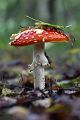 Fliegenpilz - Amanita muscaria  