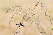 Weißfleckwidderchen - Amata phegea