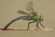 Große Koenigslibelle - Anax imperator