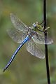 Große Koenigslibelle - Anax imperator - Maennchen 