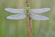 Große Koenigslibelle - Anax imperator Libellen Sachsen Odonata Großlibellen Edellibellen