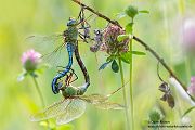 Große Koenigslibelle - Anax imperator Libellen Sachsen Odonata Großlibellen Edellibellen, Weibchen, Eiablage, Maennchen, Edellibellen, Paarung
