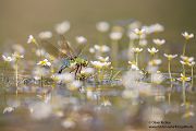 Große Koenigslibelle - Anax imperator Libellen Sachsen Odonata Großlibellen Edellibellen, Weibchen, Eiablage, Maennchen, Edellibellen