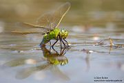 Große Koenigslibelle - Anax imperator Libellen Sachsen Odonata Großlibellen Edellibellen, Weibchen, Eiablage, Maennchen, Edellibellen