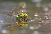 Große Koenigslibelle - Anax imperator Libellen Sachsen Odonata Großlibellen Edellibellen, Weibchen, Eiablage, Maennchen, Edellibellen