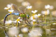 Große Koenigslibelle - Anax imperator Libellen Sachsen Odonata Großlibellen Edellibellen, Weibchen, Eiablage, Maennchen, Edellibellen
