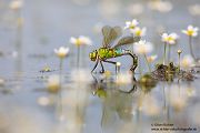 Große Koenigslibelle - Anax imperator Libellen Sachsen Odonata Großlibellen Edellibellen, Weibchen, Eiablage, Maennchen, Edellibellen