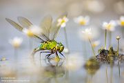 Große Koenigslibelle - Anax imperator Libellen Sachsen Odonata Großlibellen Edellibellen, Weibchen, Eiablage, Maennchen, Edellibellen