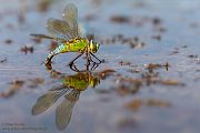 Große Koenigslibelle - Anax imperator Libellen Sachsen Odonata Großlibellen Edellibellen, Weibchen, Eiablage, Maennchen, Edellibellen