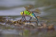 Große Koenigslibelle - Anax imperator Libellen Sachsen Odonata Großlibellen Edellibellen, Weibchen, Eiablage, Maennchen, Edellibellen