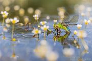 Große Koenigslibelle - Anax imperator Libellen Sachsen Odonata Großlibellen Edellibellen, Weibchen, Eiablage, Maennchen, Edellibellen