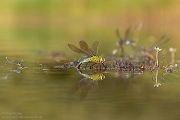 Große Koenigslibelle - Anax imperator Libellen Sachsen Odonata Großlibellen Edellibellen, Weibchen, Eiablage, Maennchen, Edellibellen