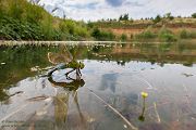 Große Koenigslibelle - Anax imperator Libellen Sachsen Odonata Großlibellen Edellibellen, Weibchen, Eiablage, Maennchen, Edellibellen