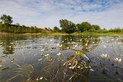 Große Koenigslibelle - Anax imperator Libellen Sachsen Odonata Großlibellen Edellibellen, Weibchen, Eiablage, Maennchen, Edellibellen