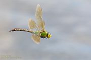 Große Koenigslibelle - Anax imperator Libellen Sachsen Odonata Großlibellen Edellibellen, Weibchen, Eiablage, Maennchen, Edellibellen
