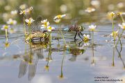 Kleine Koenigslibelle - Anax parthenope - Muldental, Edellibellen, Grimma, Sachsen, Aeshnidae, Anisoptera, Paarung, Eiablage, Paarungsrad, Tandem