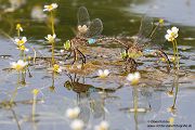 Kleine Koenigslibelle - Anax parthenope - Muldental, Edellibellen, Grimma, Sachsen, Aeshnidae, Anisoptera, Paarung, Eiablage, Paarungsrad, Tandem