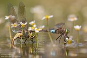 Kleine Koenigslibelle - Anax parthenope - Muldental, Edellibellen, Grimma, Sachsen, Aeshnidae, Anisoptera, Paarung, Eiablage, Paarungsrad, Tandem