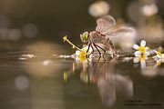 Kleine Koenigslibelle - Anax parthenope - Muldental, Edellibellen, Grimma, Sachsen, Aeshnidae, Anisoptera, Paarung, Eiablage, Paarungsrad, Tandem