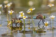 Kleine Koenigslibelle - Anax parthenope - Muldental, Edellibellen, Grimma, Sachsen, Aeshnidae, Anisoptera, Paarung, Eiablage, Paarungsrad, Tandem