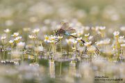 Kleine Koenigslibelle - Anax parthenope - Muldental, Edellibellen, Grimma, Sachsen, Aeshnidae, Anisoptera, Paarung, Eiablage, Paarungsrad, Tandem