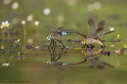 Kleine Koenigslibelle - Anax parthenope - Muldental, Edellibellen, Grimma, Sachsen, Aeshnidae, Anisoptera, Paarung, Eiablage, Paarungsrad, Tandem