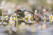 Kleine Koenigslibelle - Anax parthenope - Muldental, Edellibellen, Grimma, Sachsen, Aeshnidae, Anisoptera, Paarung, Eiablage, Paarungsrad, Tandem