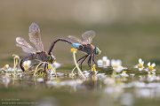 Kleine Koenigslibelle - Anax parthenope - Muldental, Edellibellen, Grimma, Sachsen, Aeshnidae, Anisoptera, Paarung, Eiablage, Paarungsrad, Tandem