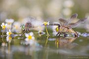 Kleine Koenigslibelle - Anax parthenope - Muldental, Edellibellen, Grimma, Sachsen, Aeshnidae, Anisoptera, Paarung, Eiablage, Paarungsrad, Tandem