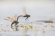 Kleine Koenigslibelle - Anax parthenope - Muldental, Edellibellen, Grimma, Sachsen, Aeshnidae, Anisoptera, Paarung, Eiablage, Paarungsrad, Tandem