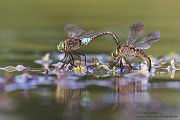 Kleine Koenigslibelle - Anax parthenope - Muldental, Edellibellen, Grimma, Sachsen, Aeshnidae, Anisoptera, Paarung, Eiablage, Paarungsrad, Tandem