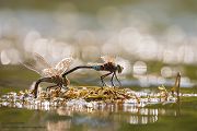 Kleine Koenigslibelle - Anax parthenope - Muldental, Edellibellen, Grimma, Sachsen, Aeshnidae, Anisoptera, Paarung, Eiablage, Paarungsrad, Tandem