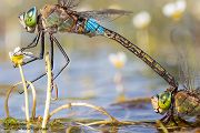 Kleine Koenigslibelle - Anax parthenope - Muldental, Edellibellen, Grimma, Sachsen, Aeshnidae, Anisoptera, Paarung, Eiablage, Paarungsrad, Tandem