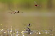 Kleine Koenigslibelle - Anax parthenope - Muldental, Edellibellen, Grimma, Sachsen, Aeshnidae, Anisoptera, Paarung, Eiablage, Paarungsrad, Tandem