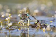 Kleine Koenigslibelle - Anax parthenope - Muldental, Edellibellen, Grimma, Sachsen, Aeshnidae, Anisoptera, Paarung, Eiablage, Paarungsrad, Tandem