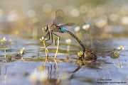 Kleine Koenigslibelle - Anax parthenope - Muldental, Edellibellen, Grimma, Sachsen, Aeshnidae, Anisoptera, Paarung, Eiablage, Paarungsrad, Tandem