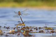 Kleine Koenigslibelle - Anax parthenope - Muldental, Edellibellen, Grimma, Sachsen, Aeshnidae, Anisoptera, Paarung, Eiablage, Paarungsrad, Tandem