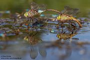 Kleine Koenigslibelle - Anax parthenope - Muldental, Edellibellen, Grimma, Sachsen, Aeshnidae, Anisoptera, Paarung, Eiablage, Paarungsrad, Tandem