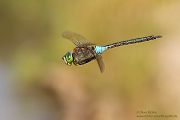 Kleine Koenigslibelle - Anax parthenope - Muldental, Edellibellen, Grimma, Sachsen, Aeshnidae, Anisoptera, Paarung, Eiablage, Paarungsrad, Tandem